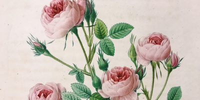 Illustration of pink roses