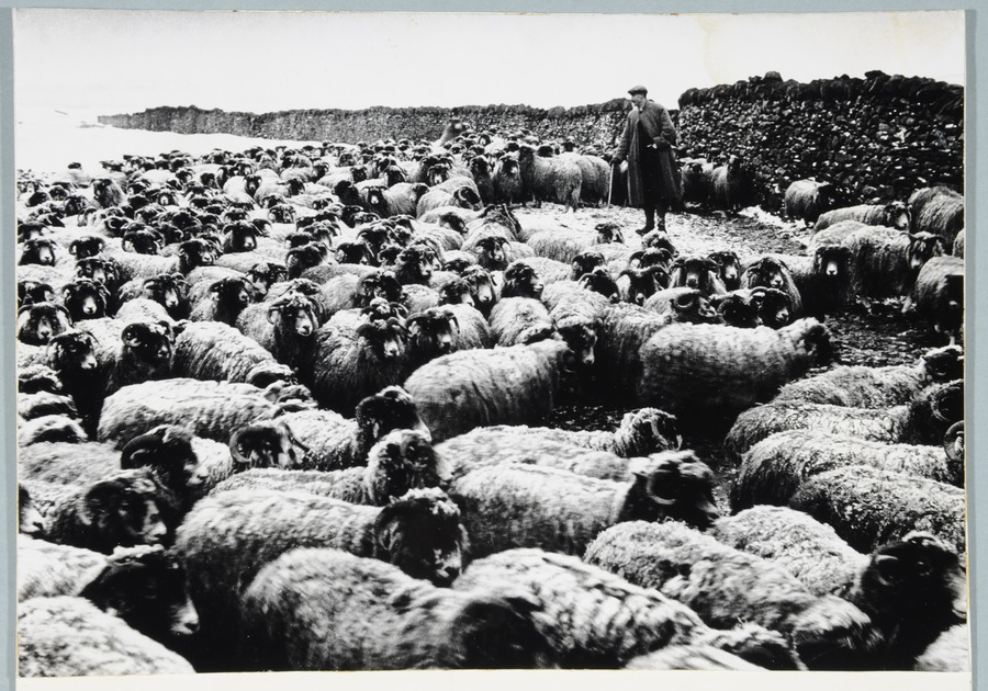 A black and white photo showing a farmer rounding up a sea of ewes on a wintry Grassington Moor.