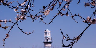 A blue and white tower above rooftops against a blue sky. In the foreground are branches with pink blossom.
